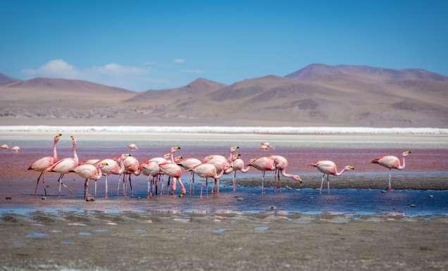 pink flamingos at the Laguna Colorada in Bolivia