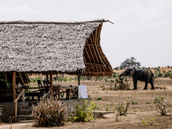an elephant in a tented safari camp, Tsavo, Kenya