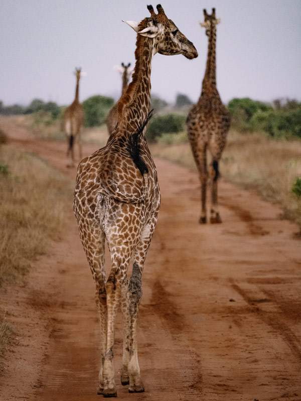 giraffes in Satao Camp