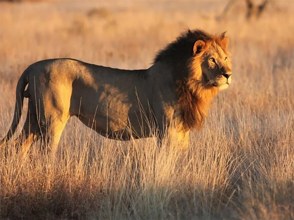 a lion in Satao Camp
