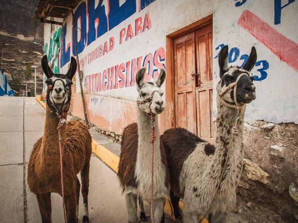 llamas along The Great Inca Road