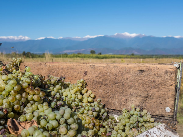 harvesting grapes in Kakheti, Georgia