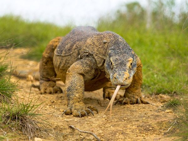 a Komodo dragon in Komodo National Park, Indonesia