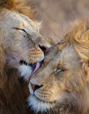 Lions grooming in Africa