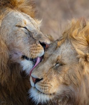 12 epic wildlife wonders to witness around the world