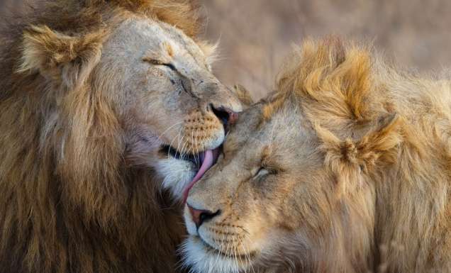 Lions grooming in Africa