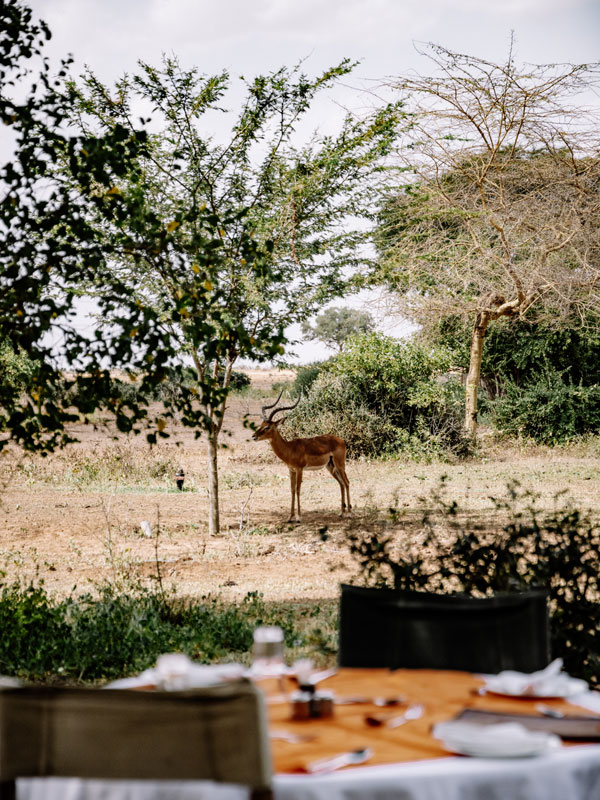 an impala watching on you while enjoying lunch