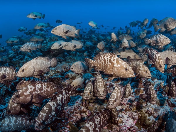 fishes swimming in the Lagoon of Fakarava, tahiti