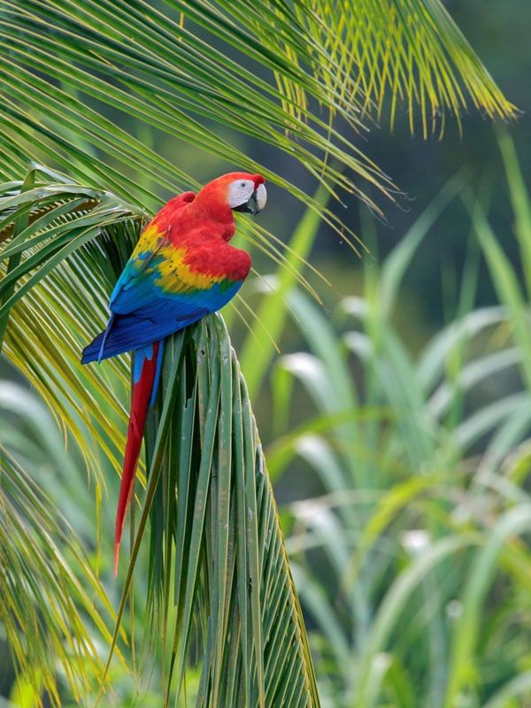 a Scarlet Macaw perched on a branch in the rainforest of Guyana