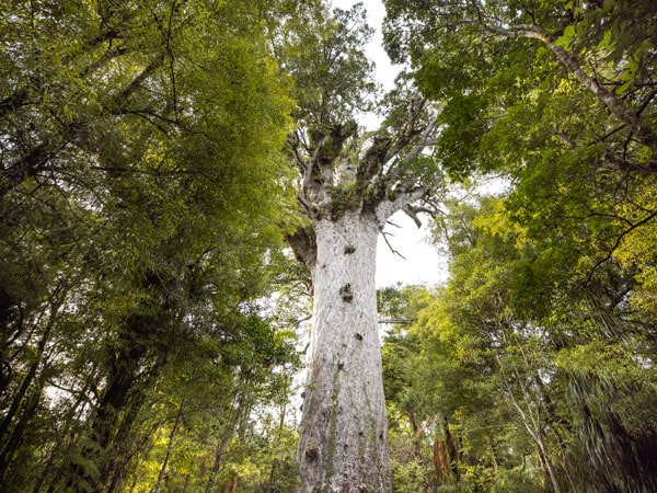 a giant kauri tree in Waipoua Forest, New Zealand