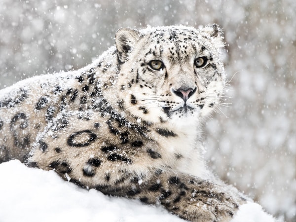 a snow leopard in the Himalayas