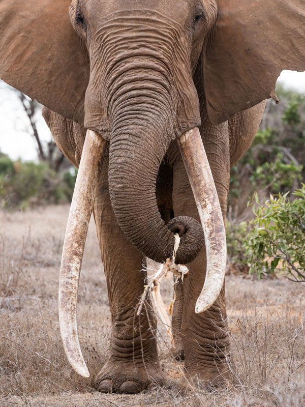 a big tusker in Tsavo East National Park, Kenya