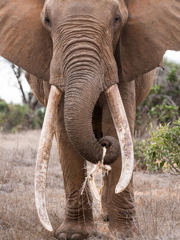 a big tusker in Tsavo East National Park, Kenya