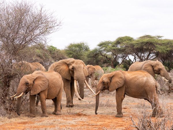elephants in Satao Camp