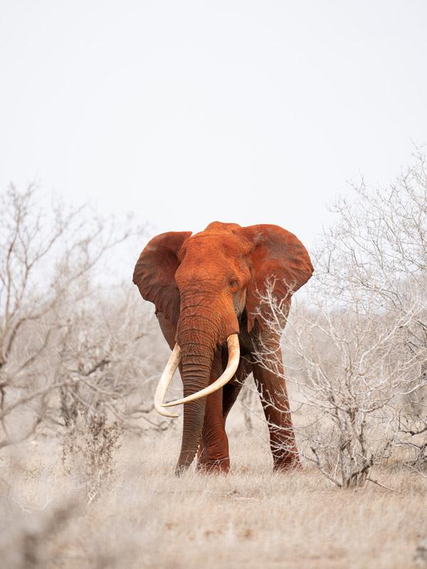 an elephant in Satao Camp