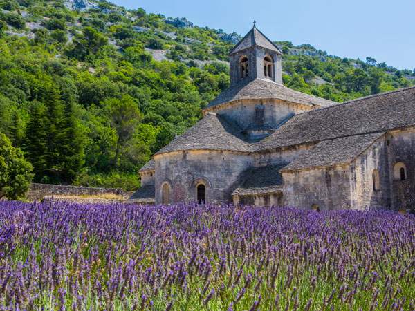a lavender field in Provence