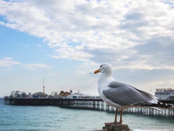a seagull at the beach