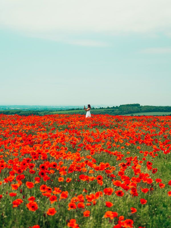 a beautiful flower field in South Downs National Park