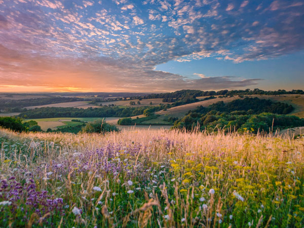 flowers bloom in South Downs National Park