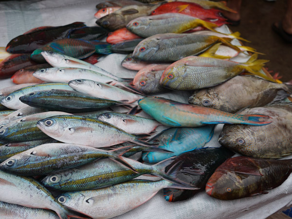 fish on display in a market stall