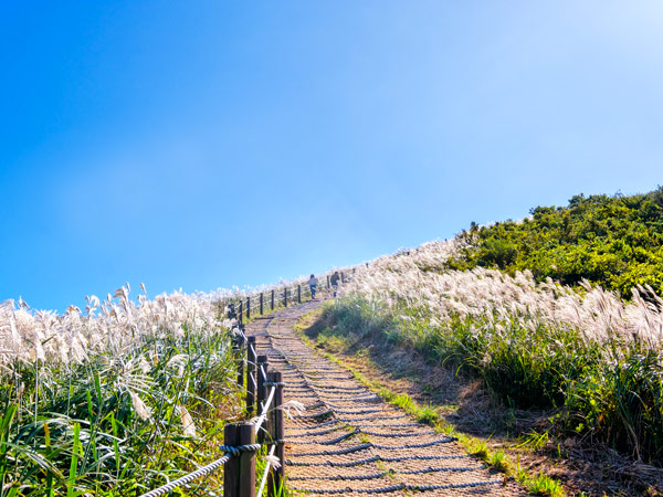silver grasses along Jeju Olle Trail, Jeju Island, South Korea