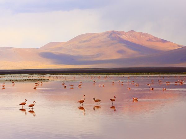 flamingos in Bolivia