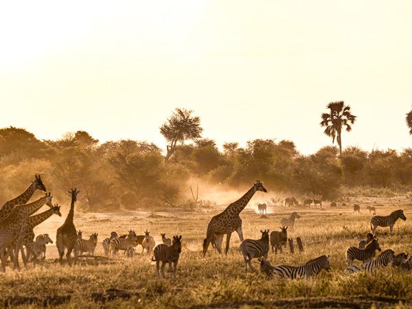 the wildlife in Botswana