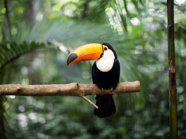 a Toucan resting on the branch