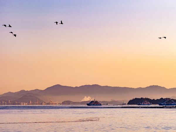 birds flying across Setouchi, Japan at sunset