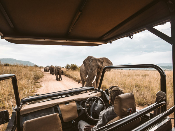 a herd of elephants at the back of a jeep safari