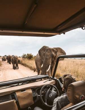 a herd of elephants at the back of a jeep safari