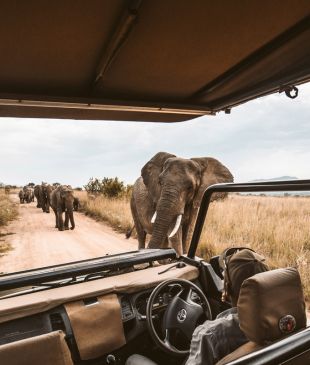 The ultimate solo safari survival guide