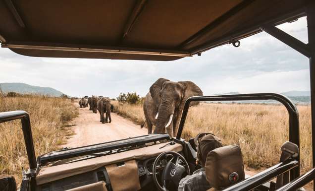 a herd of elephants at the back of a jeep safari