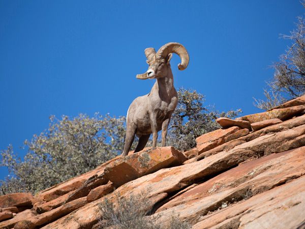a male bighorn sheep on rugged desert mountain
