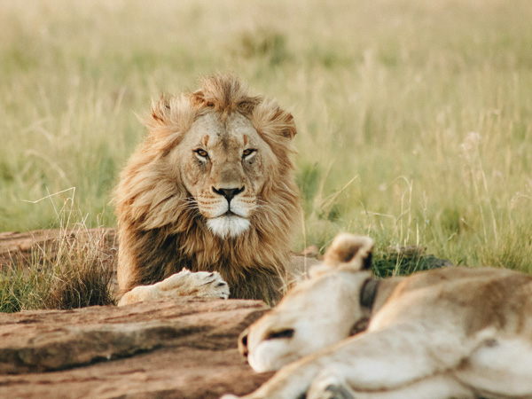 Lions on safari in South Africa