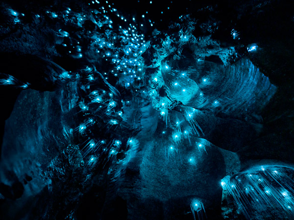 twinkling glowworms inside Waitomo Glowworm Caves