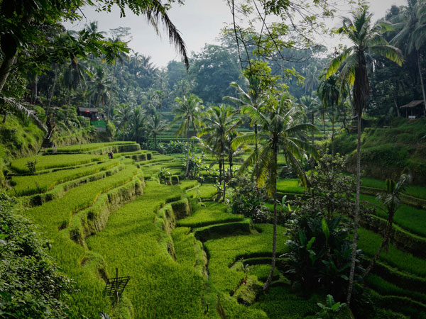 rice paddies in Bali, Indonesia