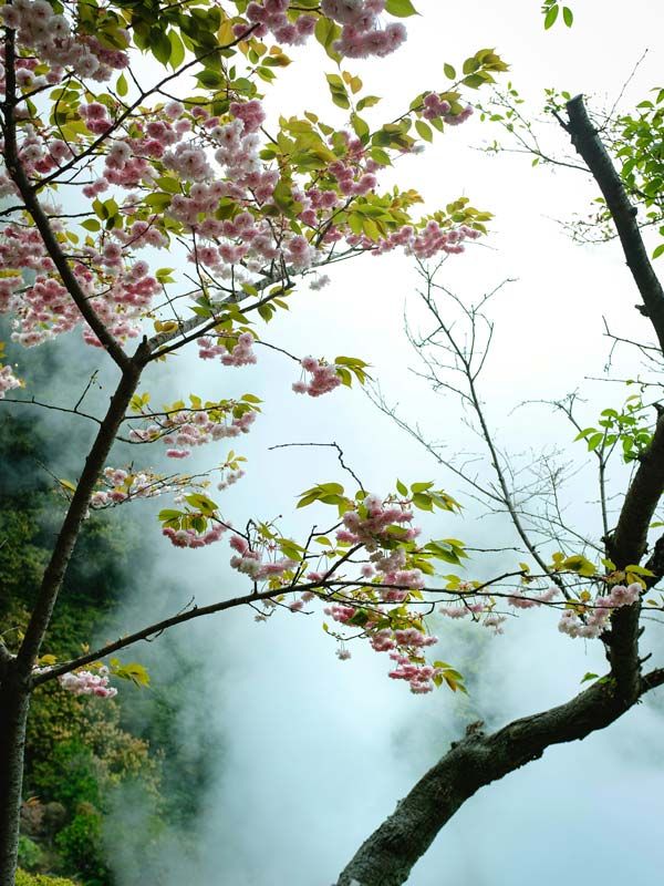 Cherry blossom tree in front of Beppu hot spring and onsen in Japan