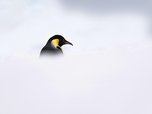 Antarctica with Ponant