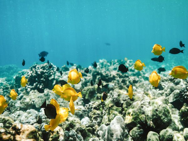 the marine life in Hawaii
