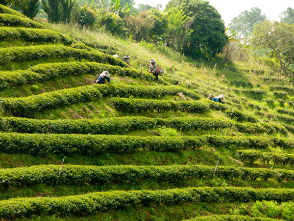 the tea plantations near Doi Mae Salong, Chiang Rai province