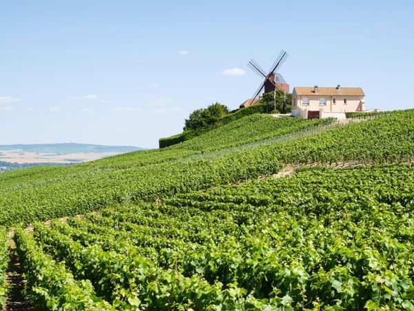 Champagne is made in the appellation of Champagne
