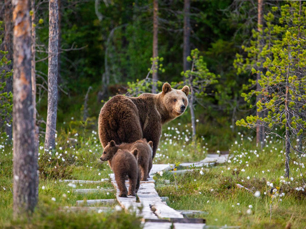 a mother bear walking along with her cubs