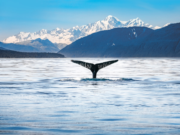a humpback whale in Alaska