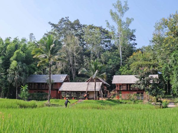 a rice field in front of Ahsa Farmstay