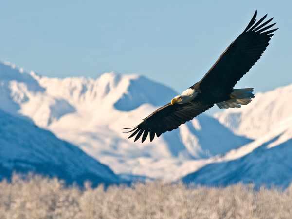 an eagle flying over Alaska landscape