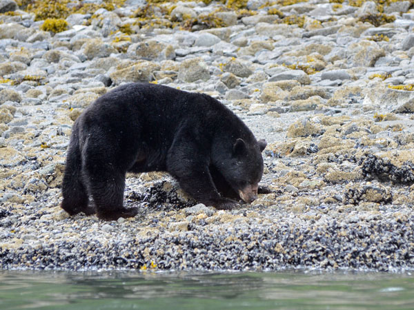 a black bear feasting on salmon in Alaska