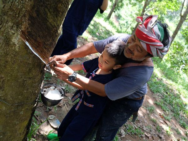 an old man with a child while rubber-tree tapping at Ahsa Farm Stay