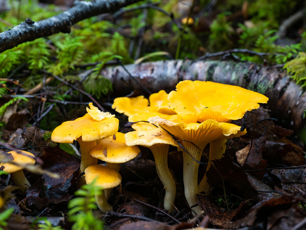Golden yellow Chanterelles Mushrooms
