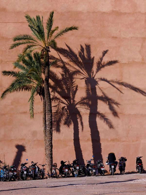palm trees in the background